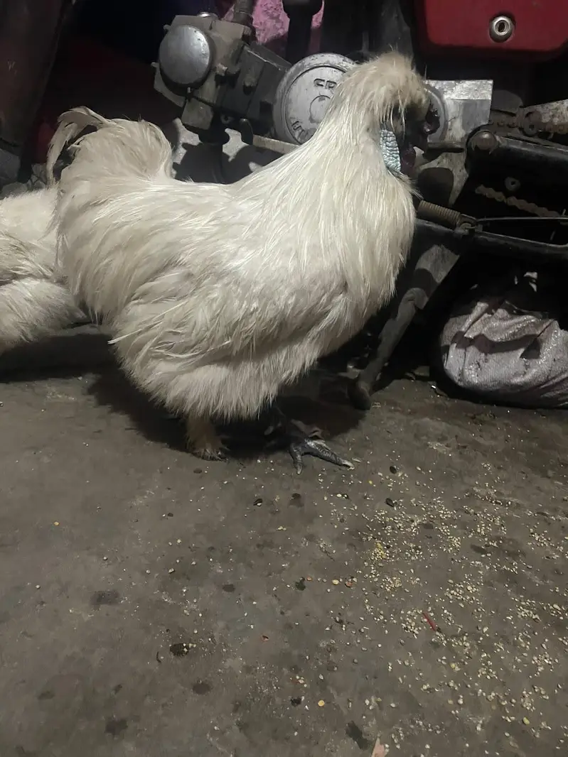 SILKIE PIAR AVAILABLE CANFRM BAREDR — photo 8
