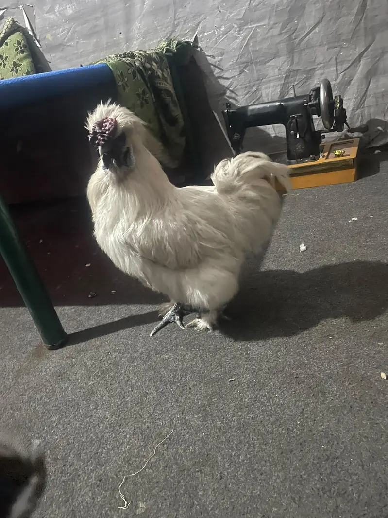 SILKIE PIAR AVAILABLE CANFRM BAREDR — photo 9