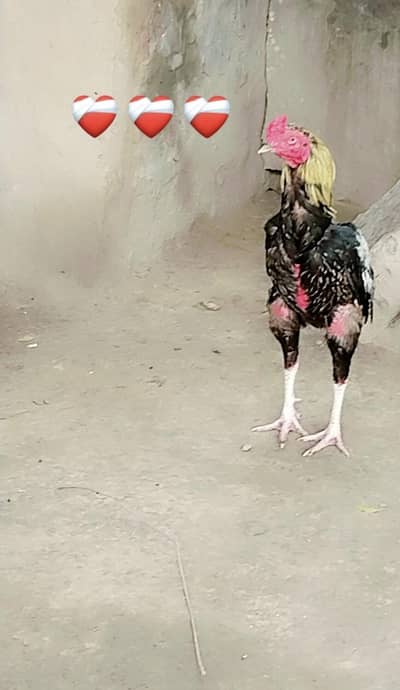 Pure Pakistani+ burmi patha for sale