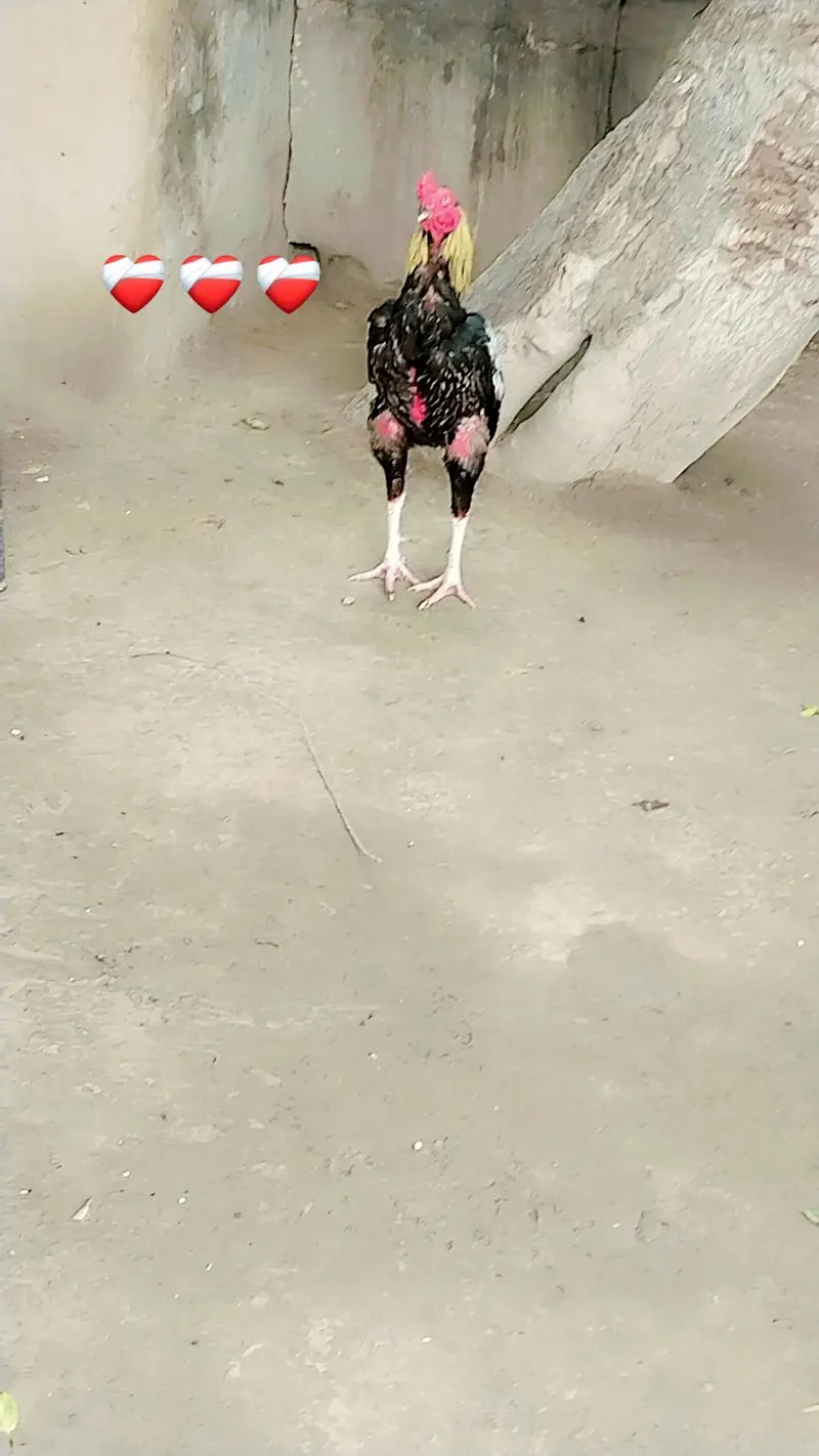 Pure Pakistani+ burmi patha for sale — photo 6