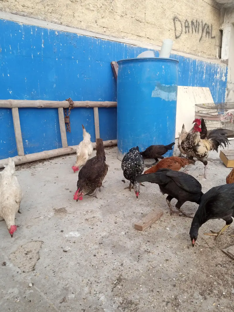 sare anday day ye ga sab healthy and acktive ha — photo 3
