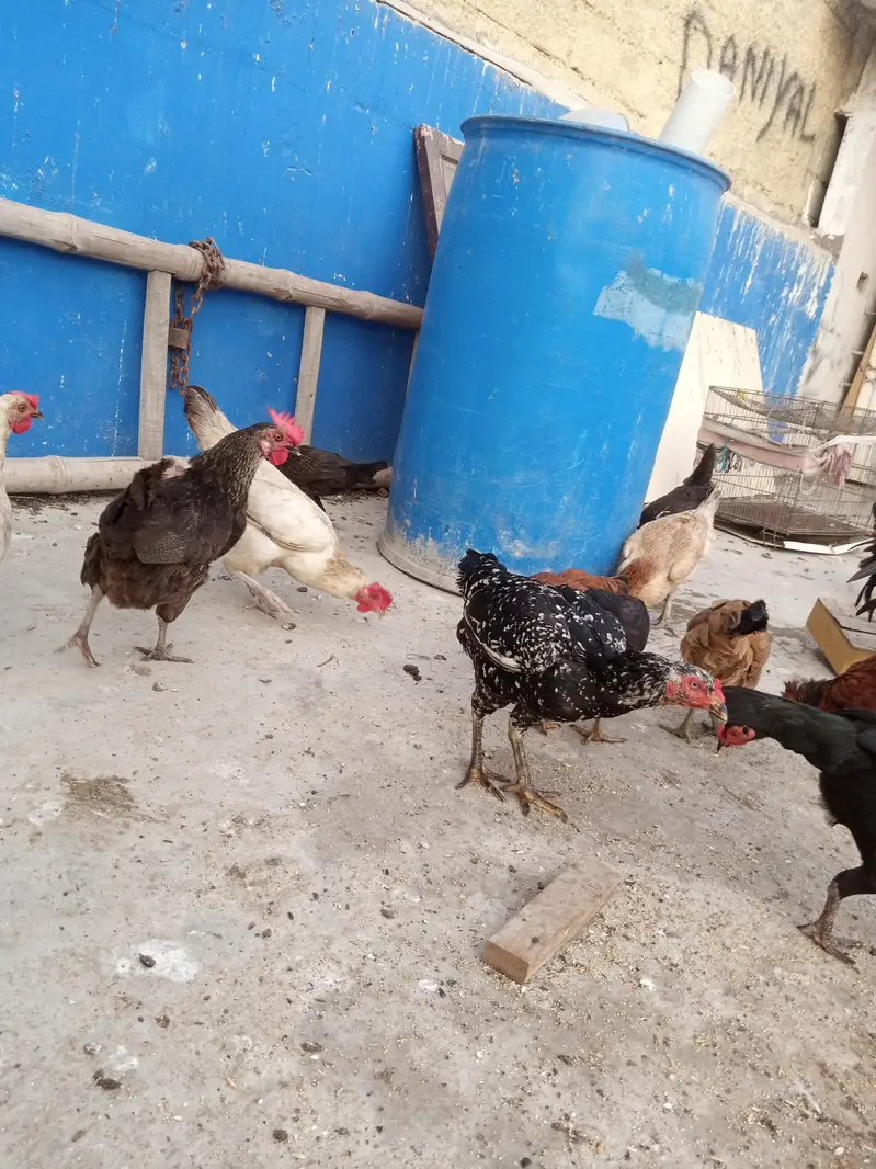 sare anday day ye ga sab healthy and acktive ha — photo 4