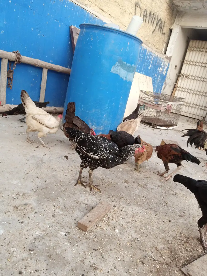 sare anday day ye ga sab healthy and acktive ha — photo 5