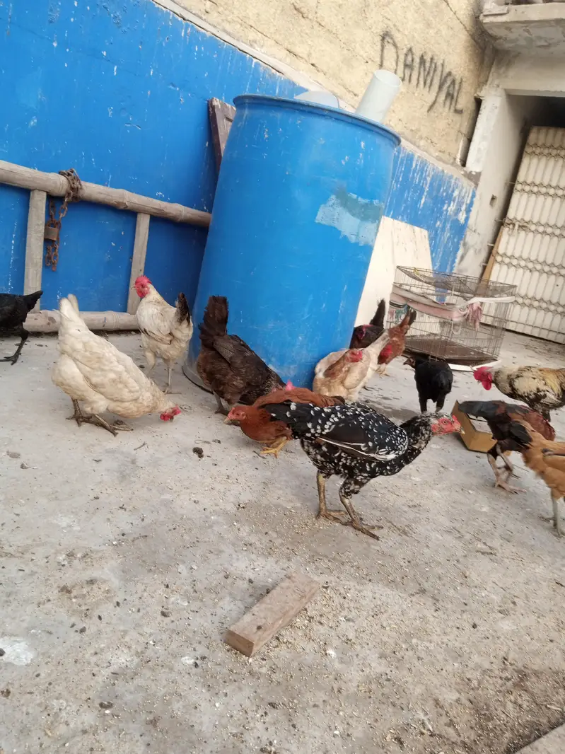 sare anday day ye ga sab healthy and acktive ha — photo 6