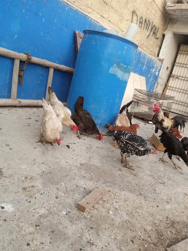 sare anday day ye ga sab healthy and acktive ha — photo 7