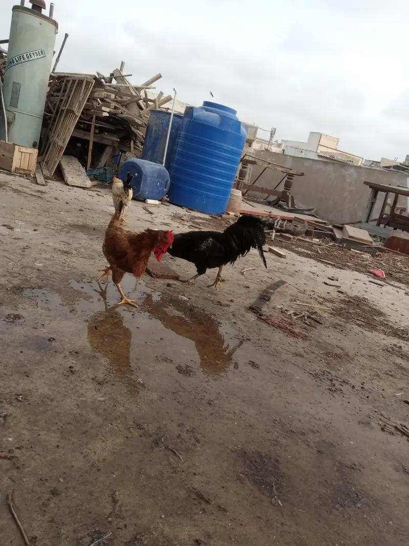 sare anday day ye ga sab healthy and acktive ha — photo 8