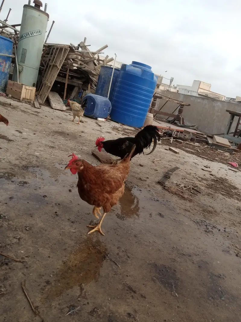 sare anday day ye ga sab healthy and acktive ha — photo 9