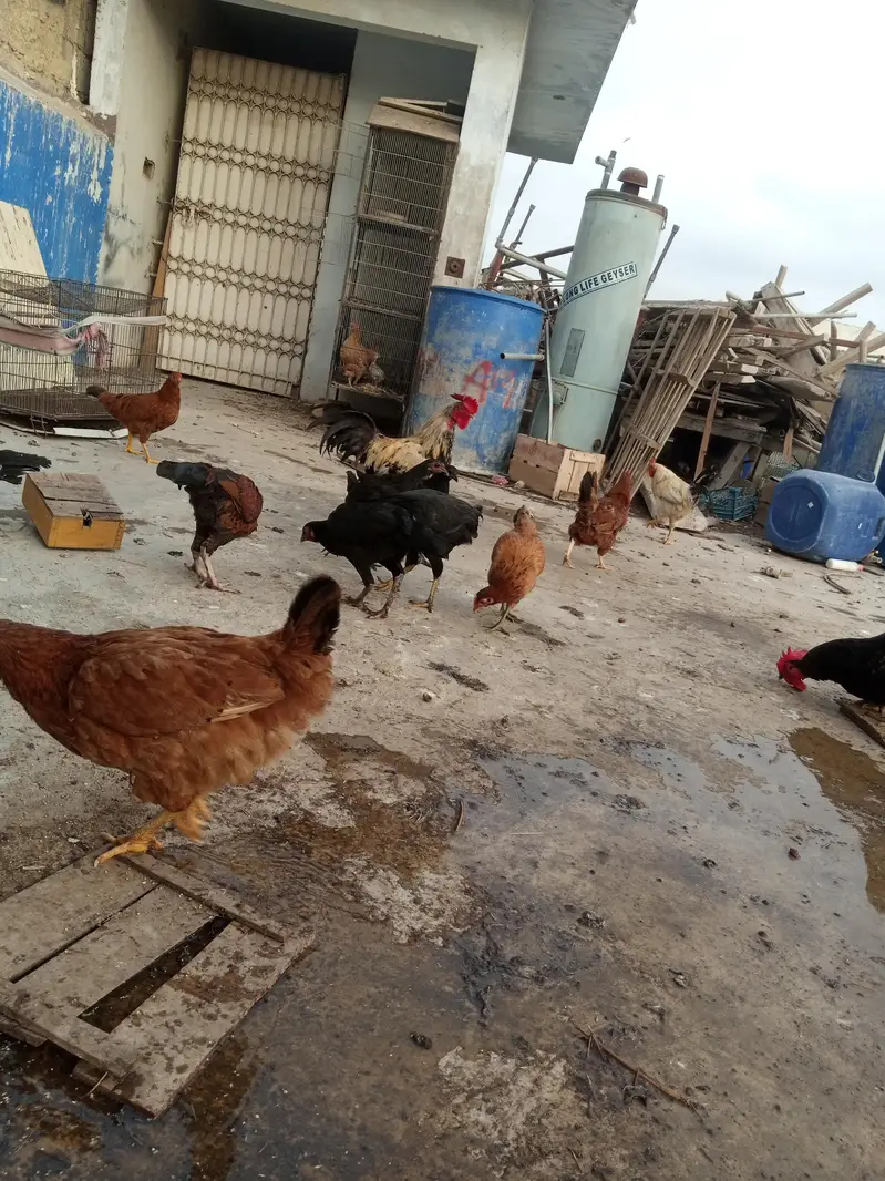 sare anday day ye ga sab healthy and acktive ha — photo 10