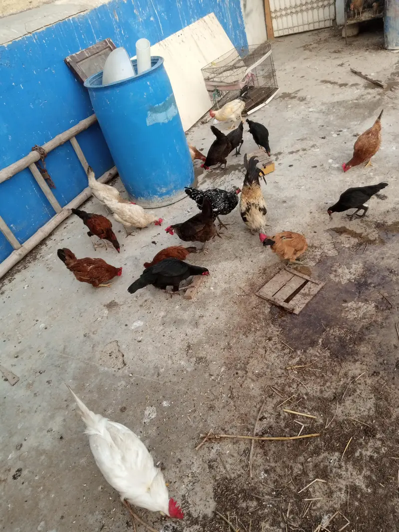 sare anday day ye ga sab healthy and acktive ha — photo 11