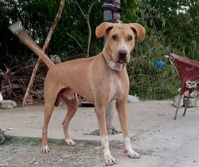 bully Gul male double body for sale