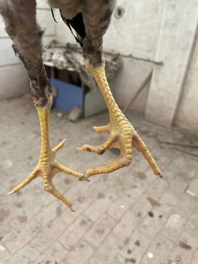Two Aseel chicks for sale