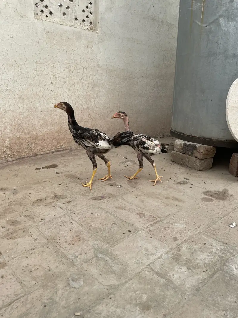 Two Aseel chicks for sale — photo 2