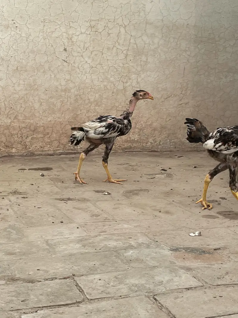 Two Aseel chicks for sale — photo 3