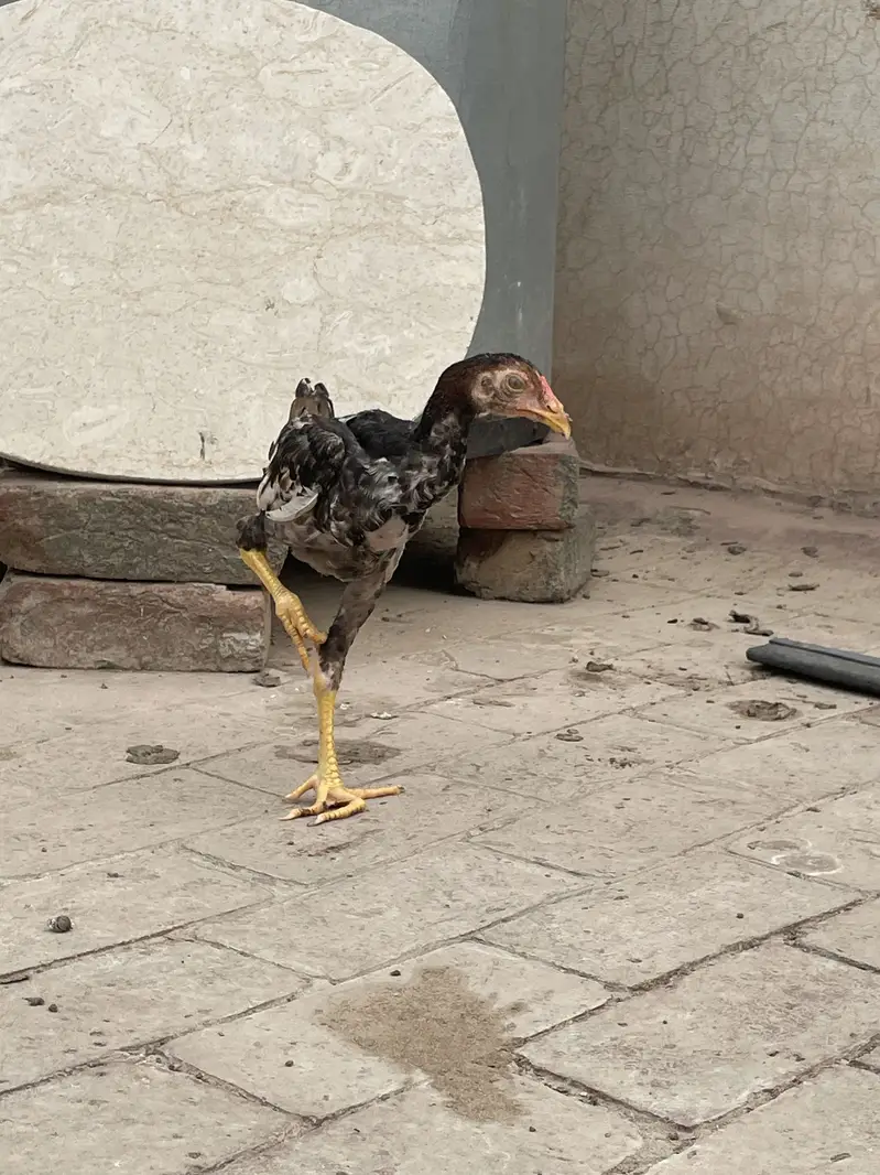 Two Aseel chicks for sale — photo 4
