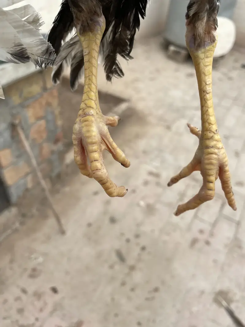 Two Aseel chicks for sale — photo 5