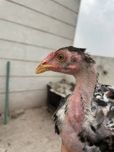 Two Aseel chicks for sale