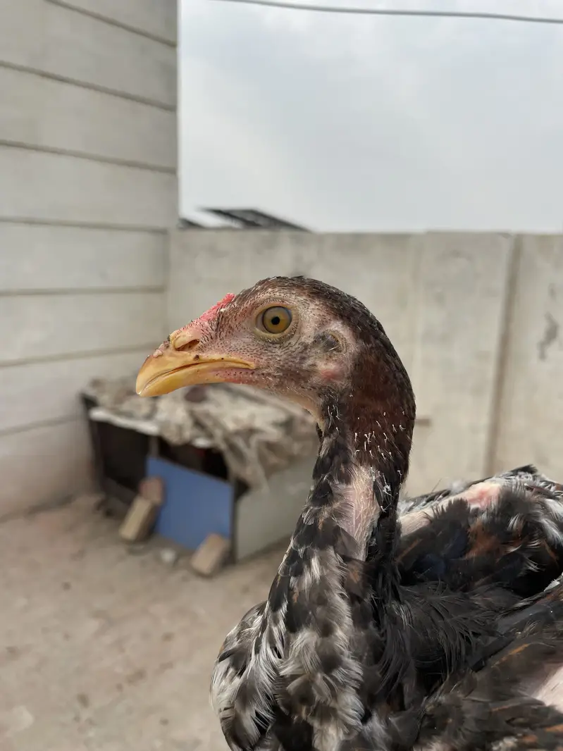 Two Aseel chicks for sale — photo 7