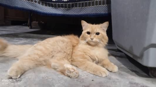 Persian cat pair for sale 1.5 year old brown color and 2 week pre heal