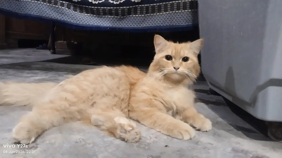 Persian cat pair for sale 1.5 year old brown color and 2 week pre heal — photo 2