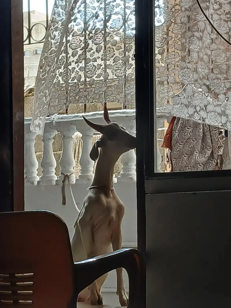 White tapra — photo 3