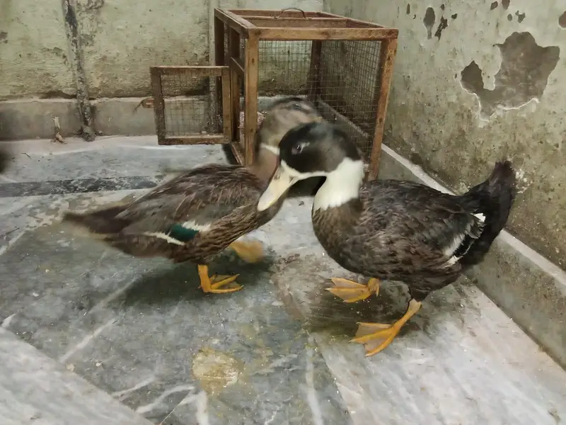 Ducks pair active and healthy — photo 2
