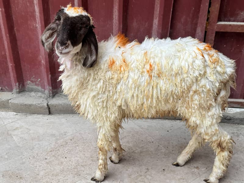 Sheep white 1