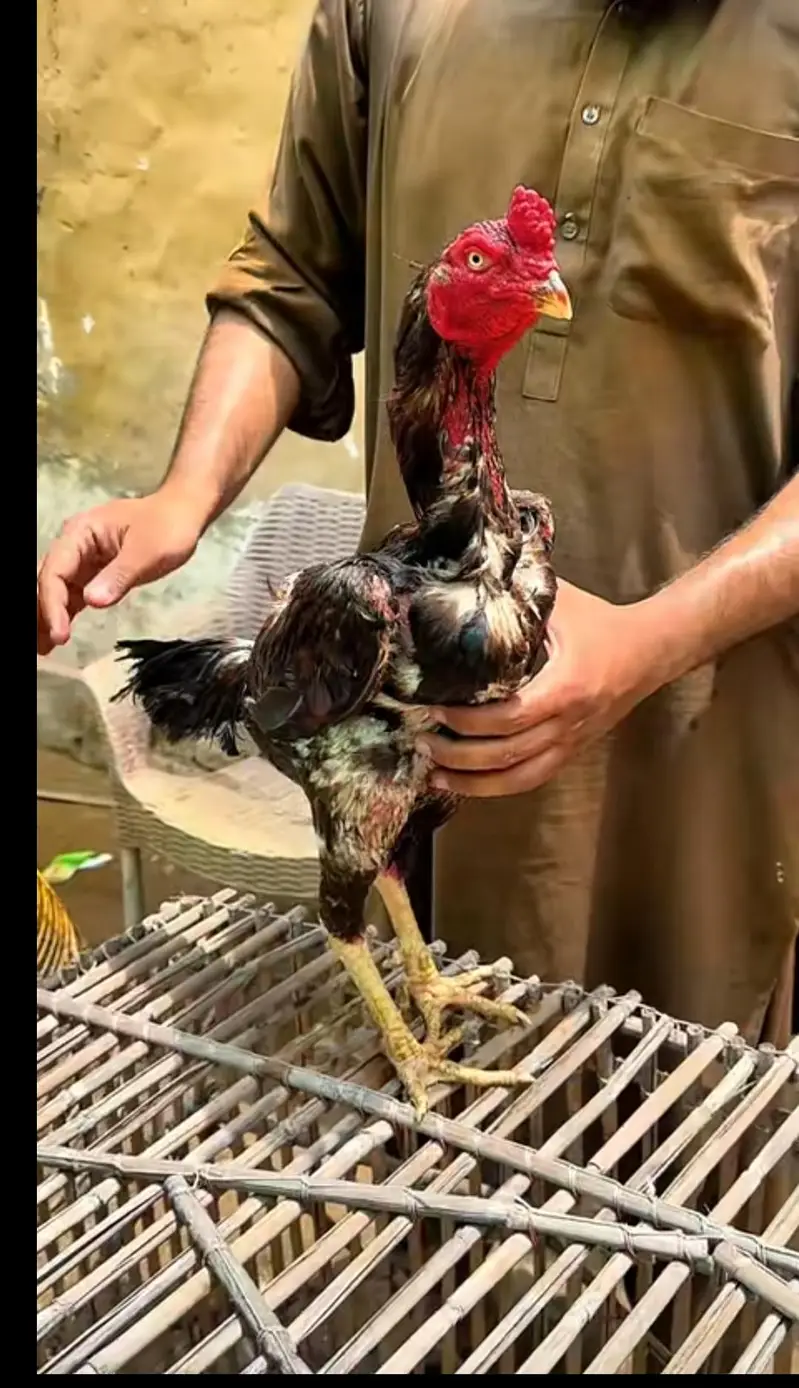 aseel morga boht nayab — photo 2