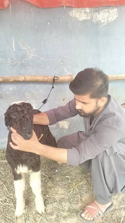 Dumba for sale