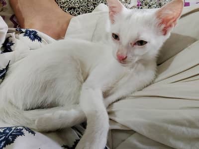 kitten