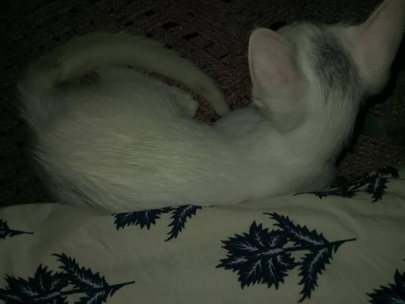 kitten 1