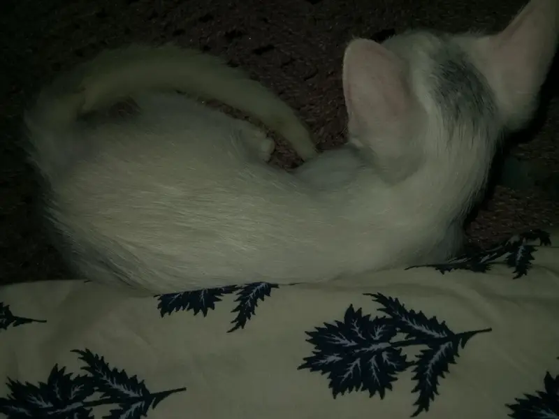 kitten — photo 2