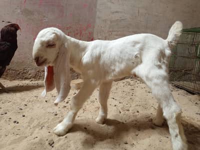 vip bakra
