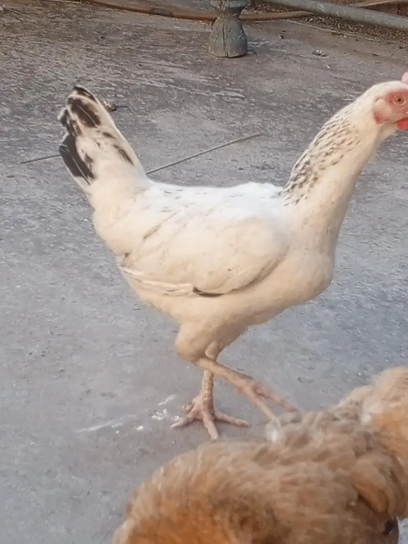 kuruk murgi — photo 2