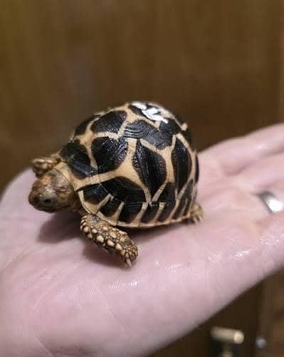 turtle for sale healthy and active