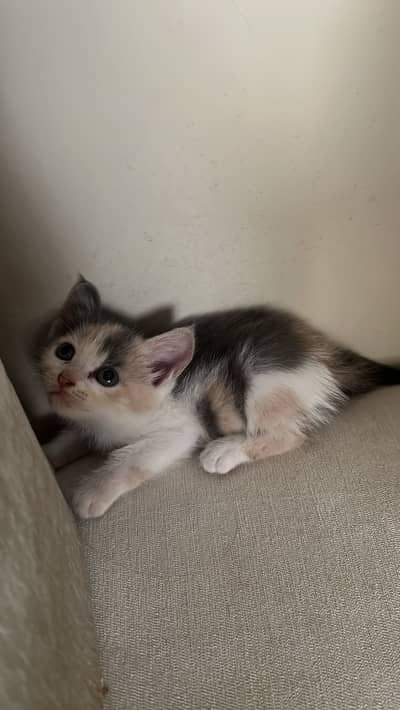 Mixed breed kittens