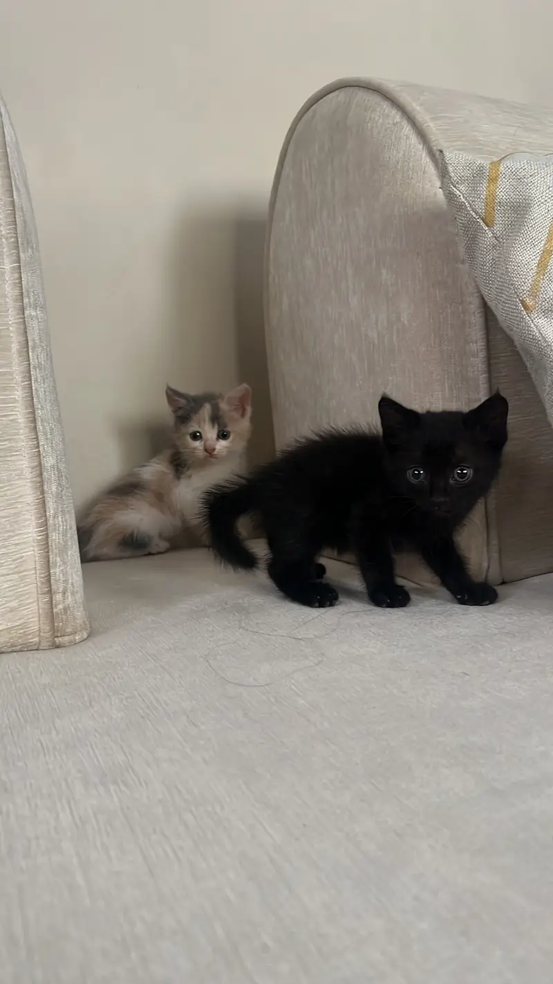 Mixed breed kittens — photo 2
