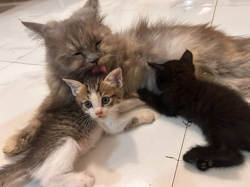 Mixed breed kittens 2