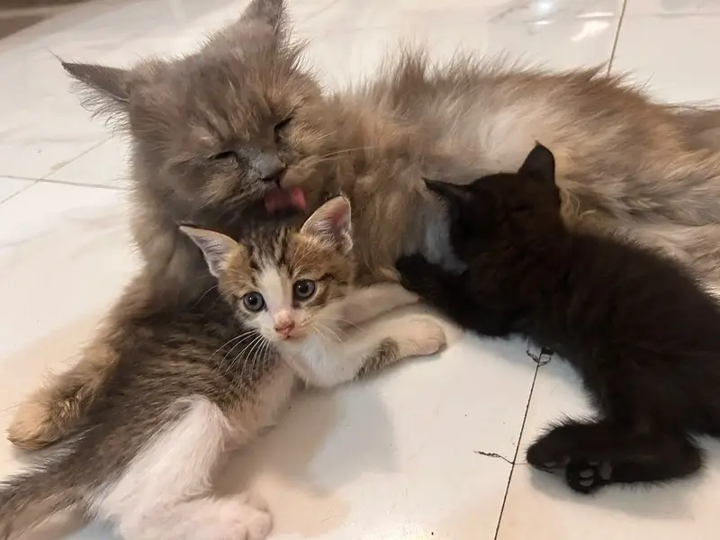 Mixed breed kittens — photo 3