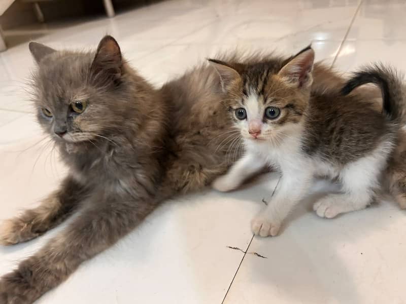 Mixed breed kittens 3