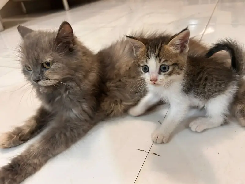 Mixed breed kittens — photo 4