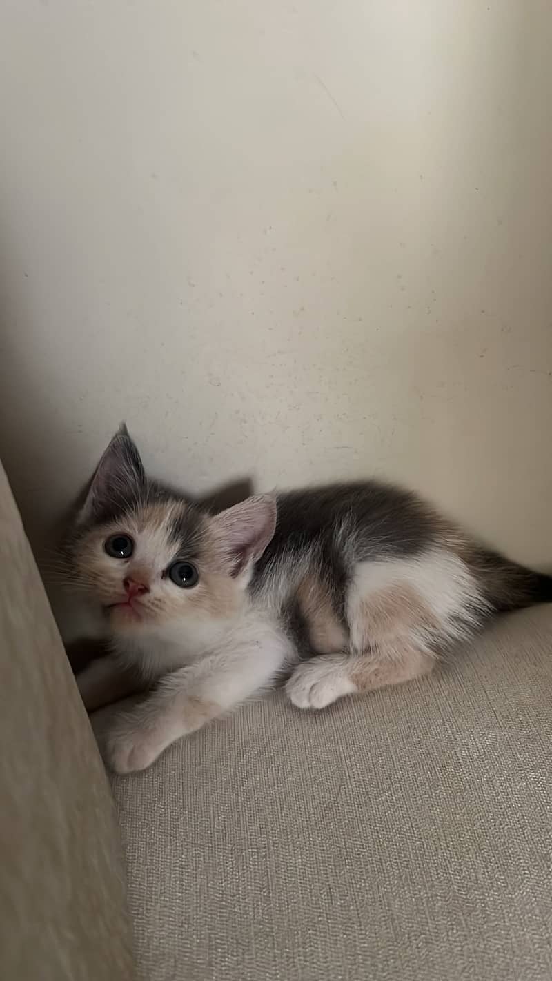 Mixed breed kittens 4