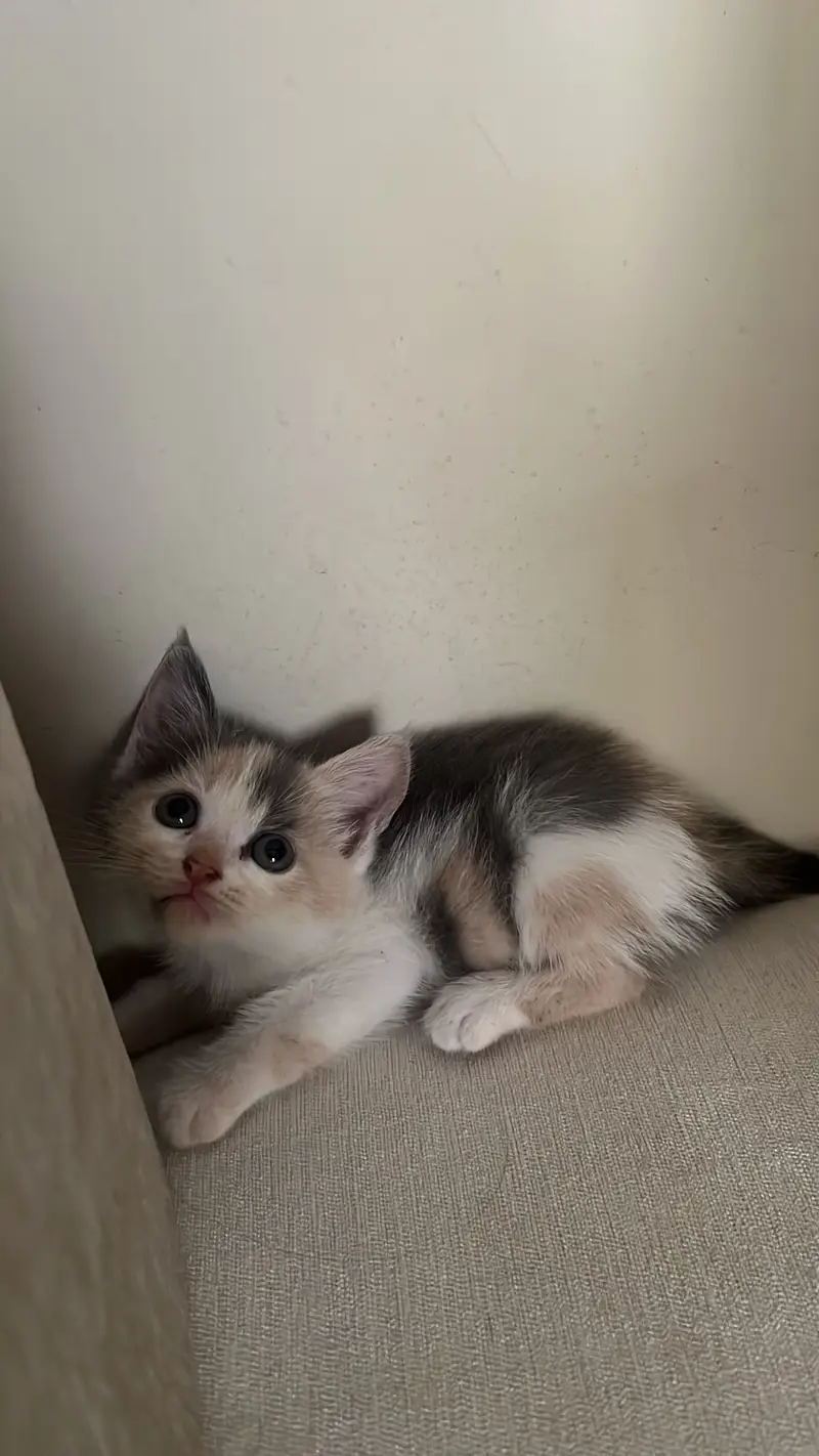 Mixed breed kittens — photo 5
