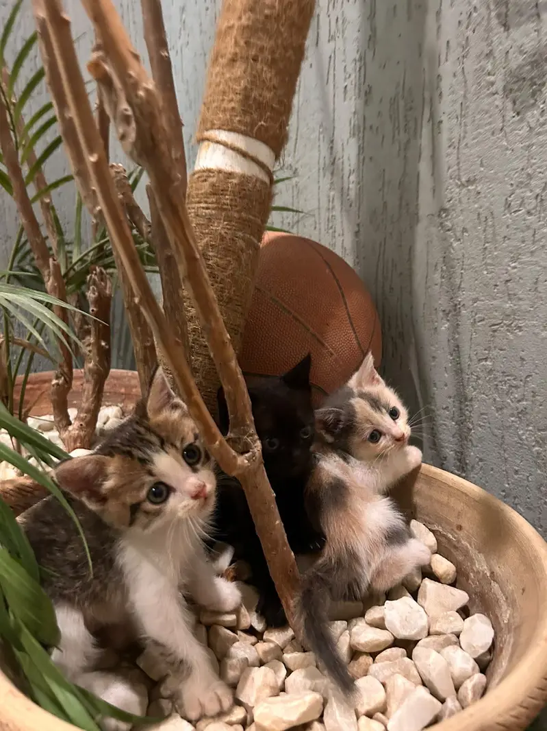 Mixed breed kittens — photo 6