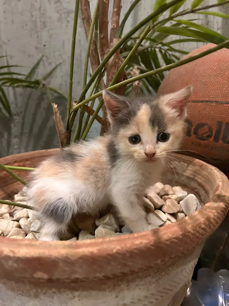 Mixed breed kittens — photo 7