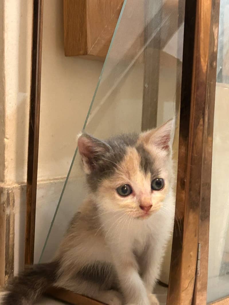 Mixed breed kittens 7