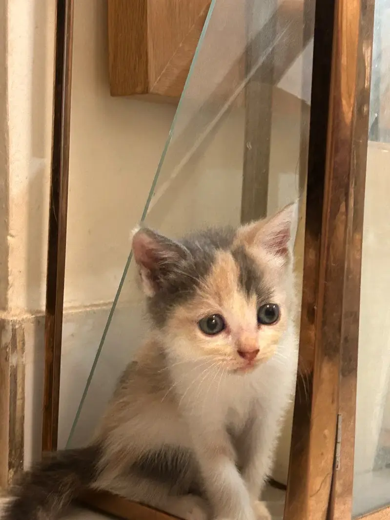Mixed breed kittens — photo 8