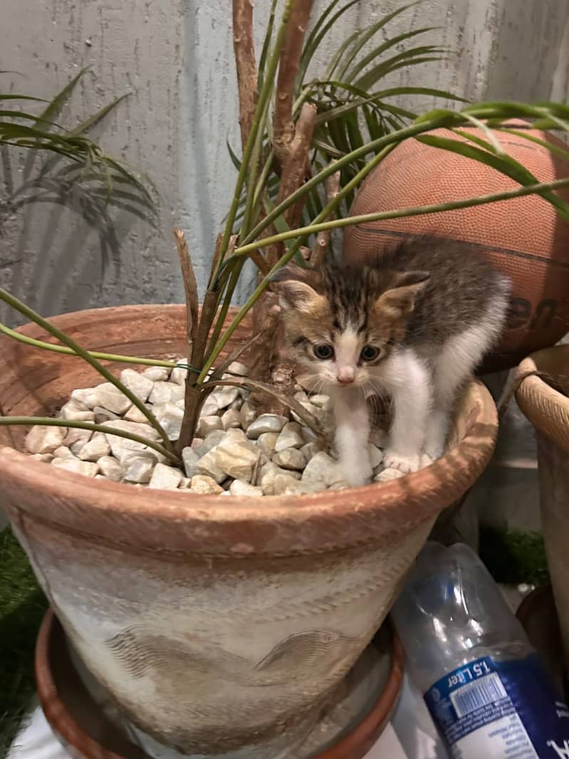 Mixed breed kittens 8