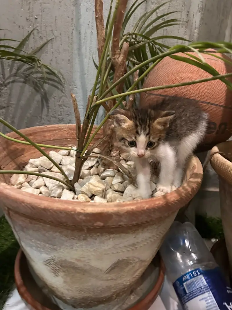 Mixed breed kittens — photo 9
