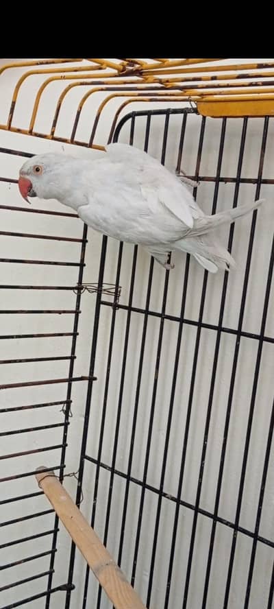Albino White RN Female