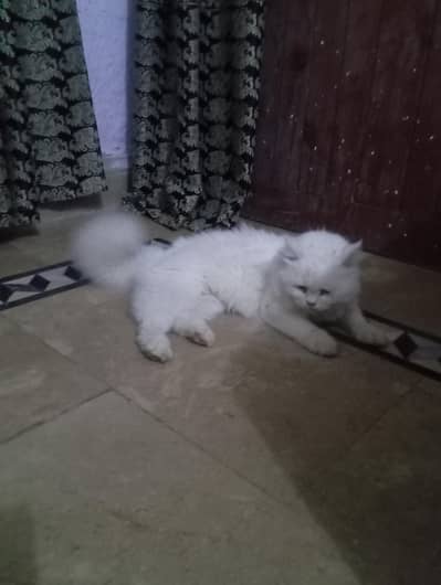 Persian cat 